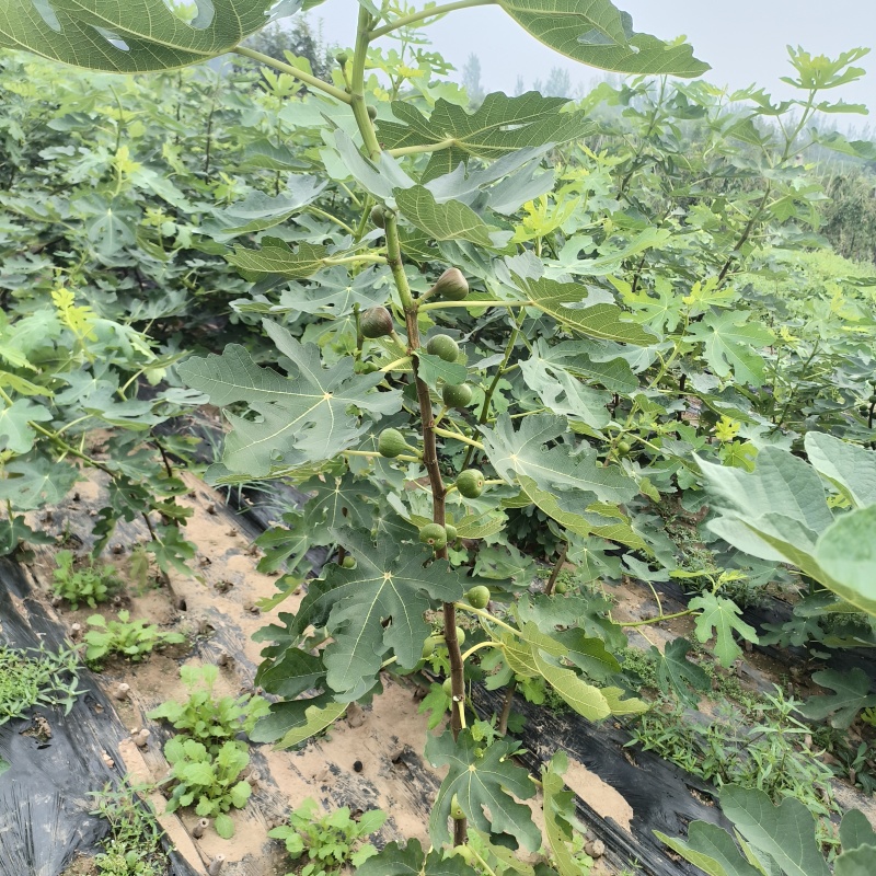 波姬红无花果苗规格0.8-2公分当年结果
