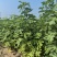 波姬红无花果苗规格0.8-2公分当年结果