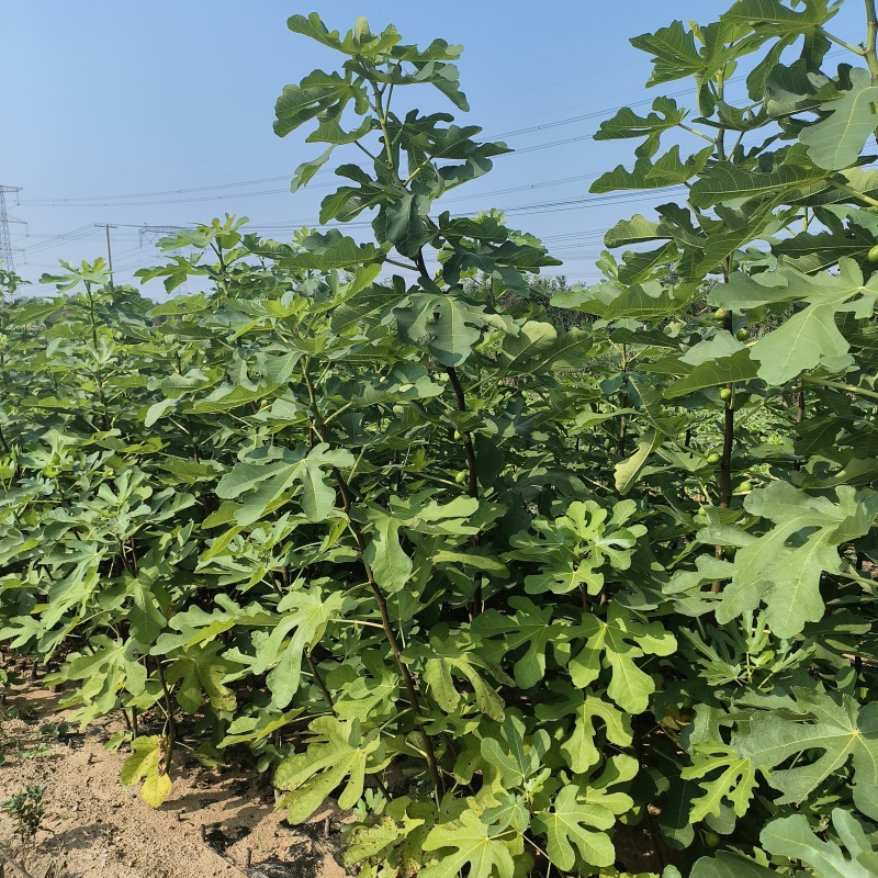波姬红无花果苗规格0.8-2公分当年结果