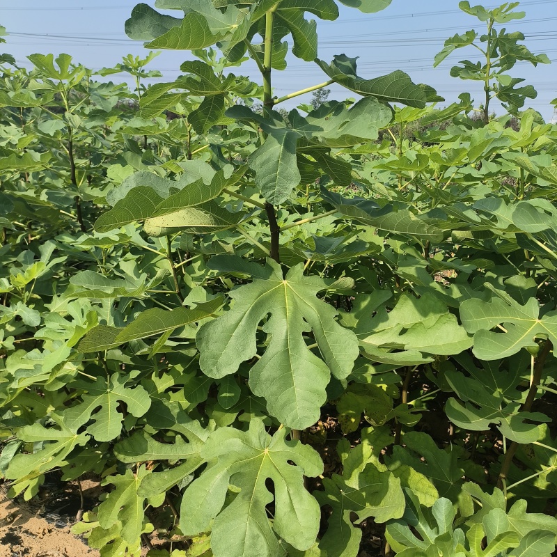 波姬红无花果苗规格0.8-2公分当年结果