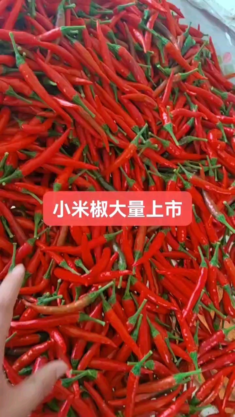 上筛挑拣小米椒，全国发货，各级市场，大量上市中