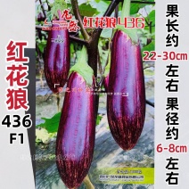 短棒竹丝茄种子龙盛红花狼436花茄种子基地四季面包茄种子
