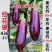 短棒竹丝茄种子龙盛红花狼436花茄种子基地四季面包茄种子