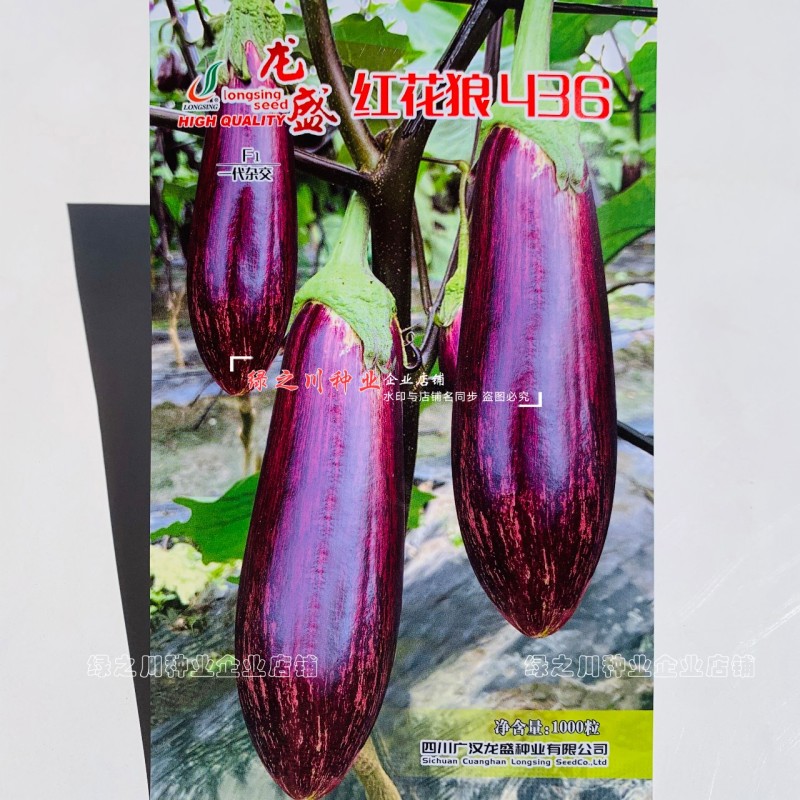 短棒竹丝茄种子龙盛红花狼436花茄种子基地四季面包茄种子