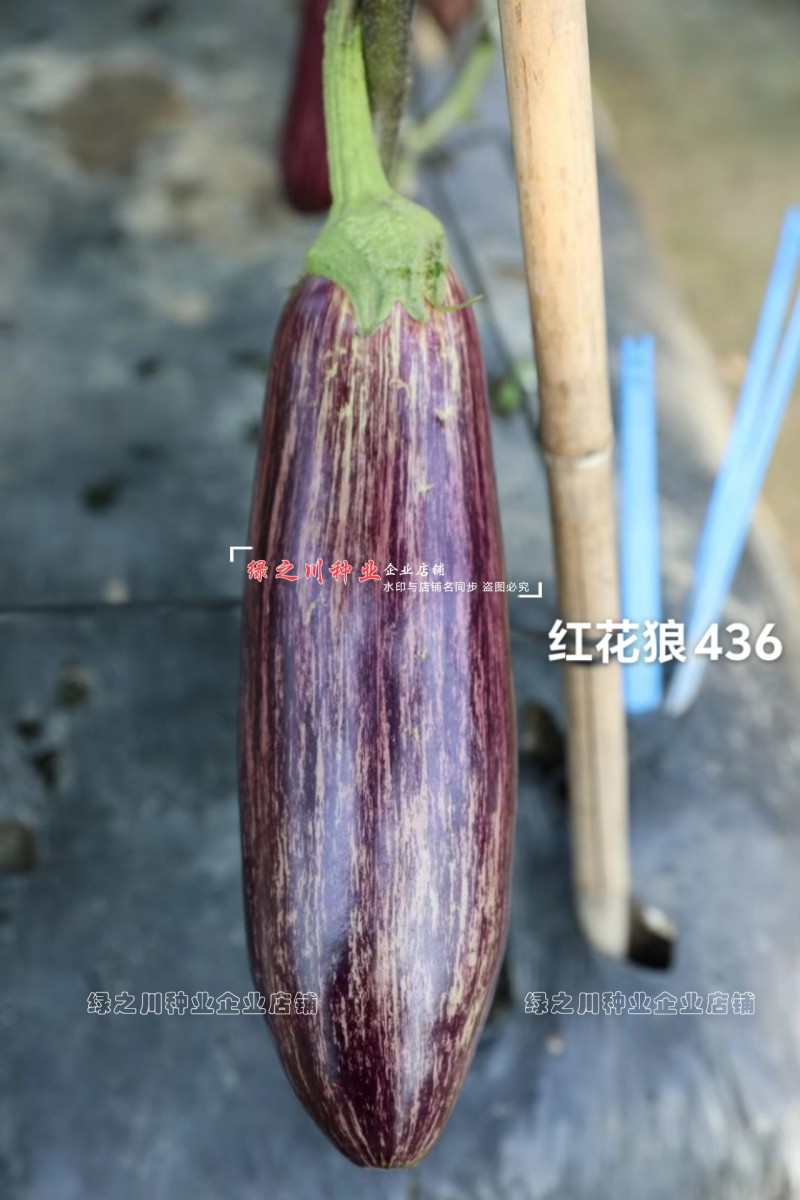 短棒竹丝茄种子龙盛红花狼436花茄种子基地四季面包茄种子
