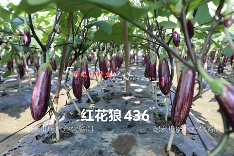 短棒竹丝茄种子龙盛红花狼436花茄种子基地四季面包茄种子