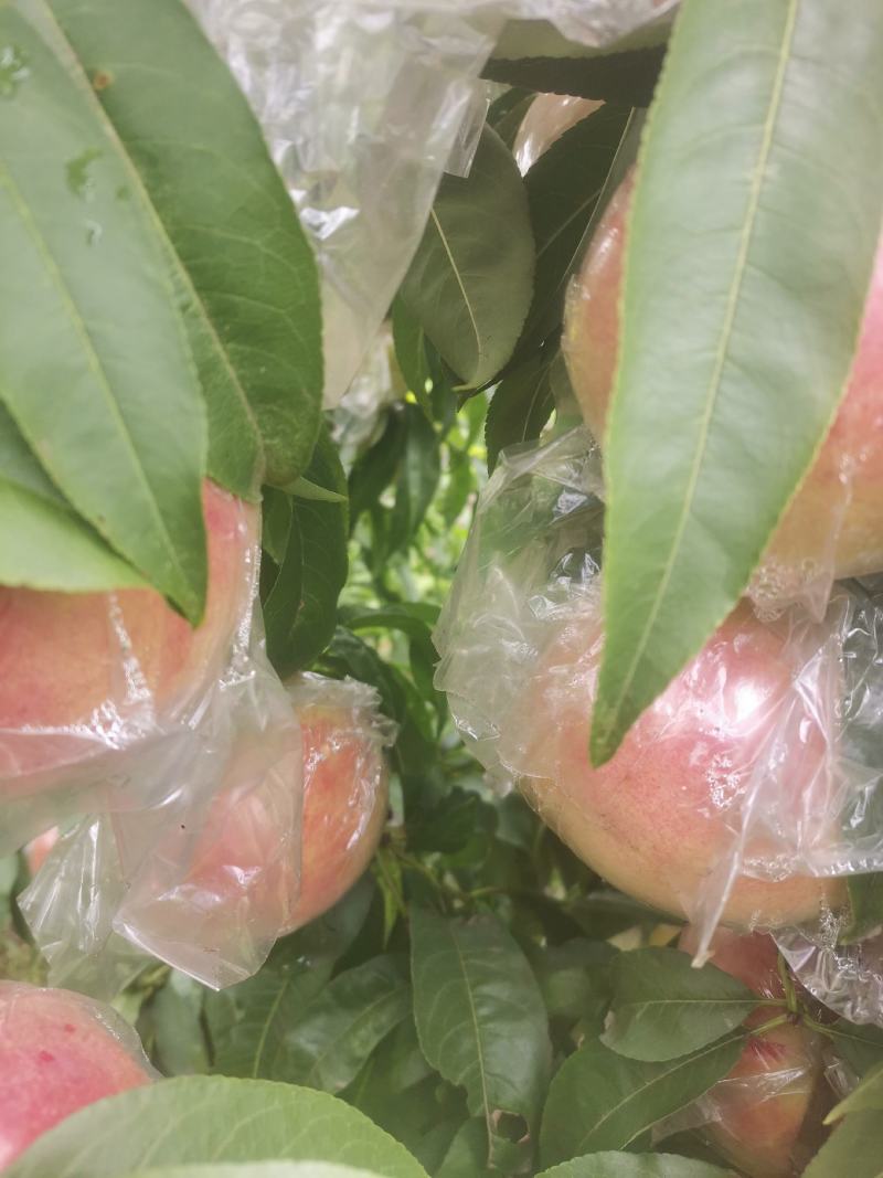 秦王毛桃