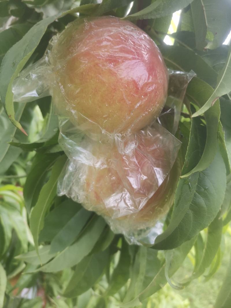 秦王毛桃