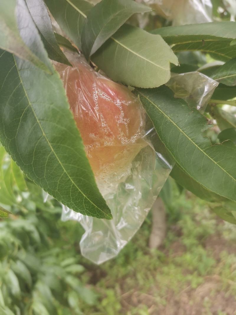 秦王毛桃