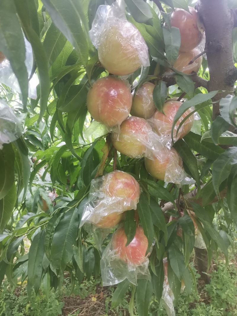 秦王毛桃