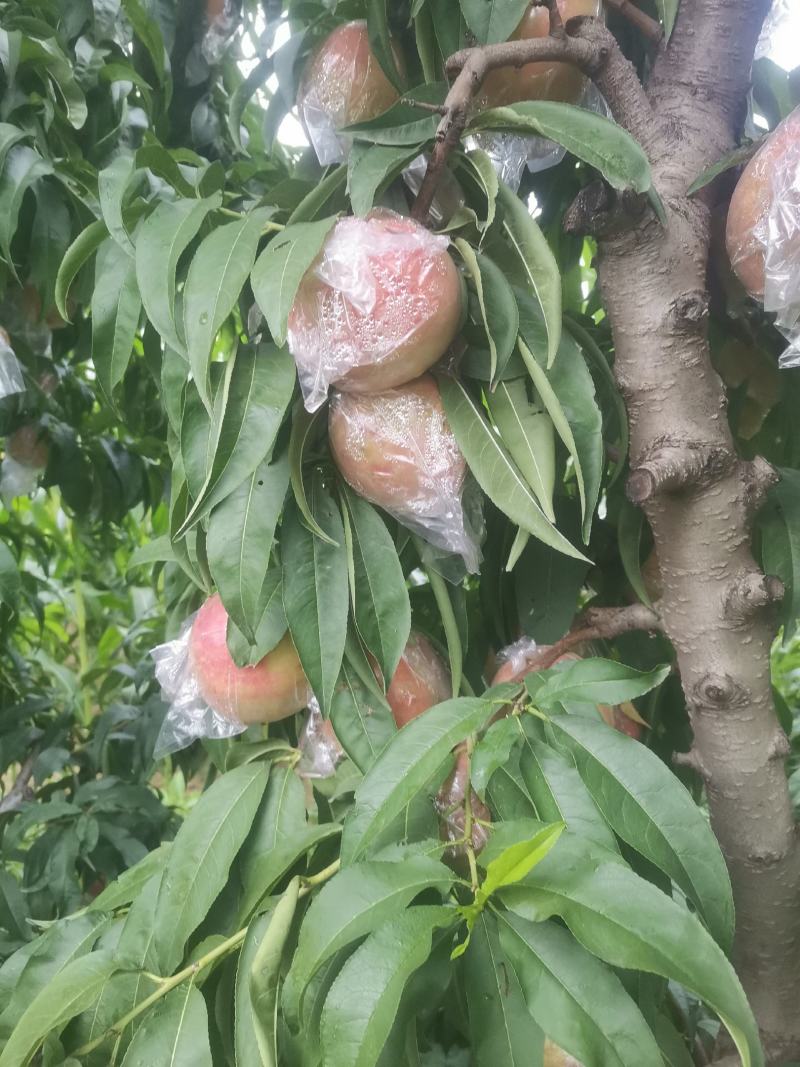 秦王毛桃