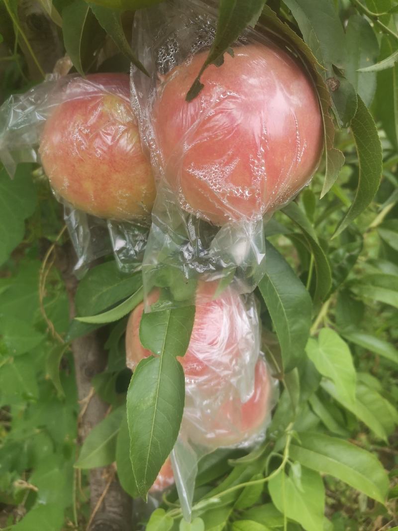 秦王毛桃