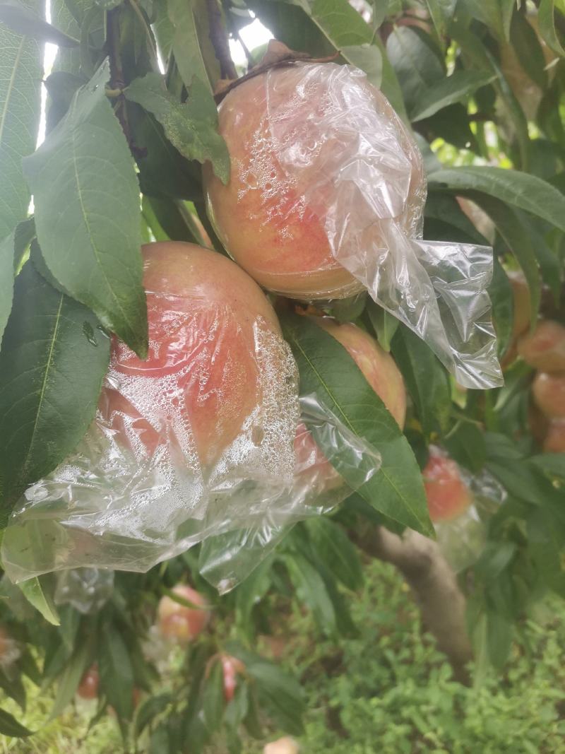 秦王毛桃