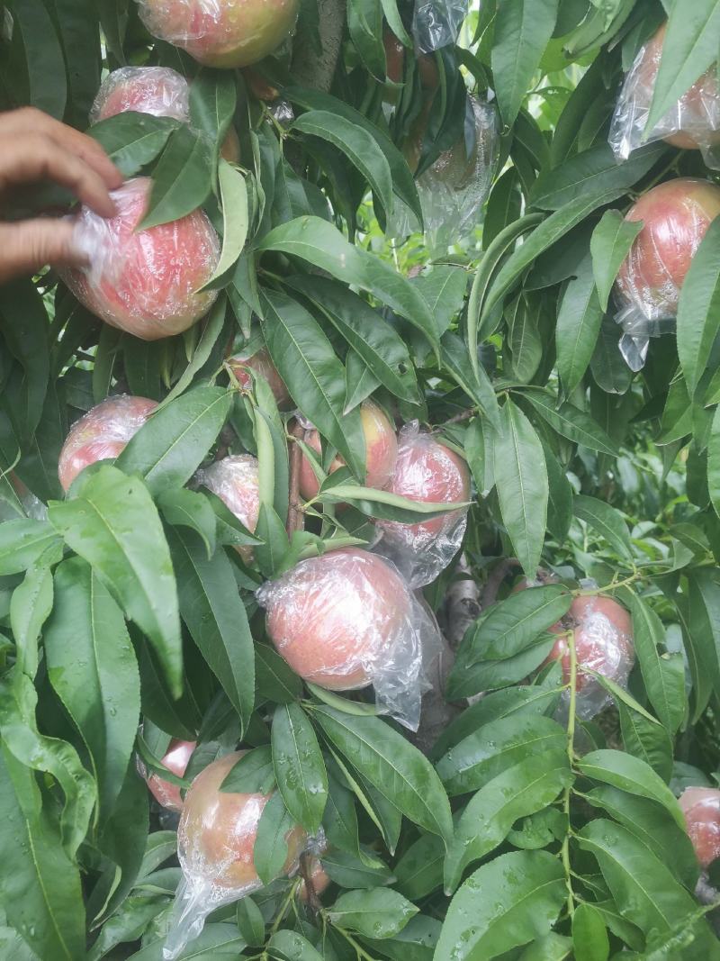 秦王毛桃