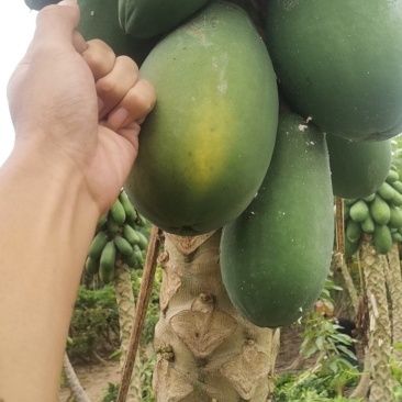 大青牛奶木瓜，152