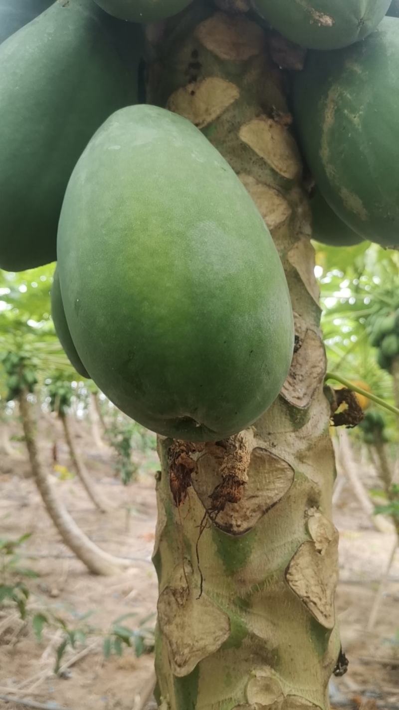 大青牛奶木瓜，152