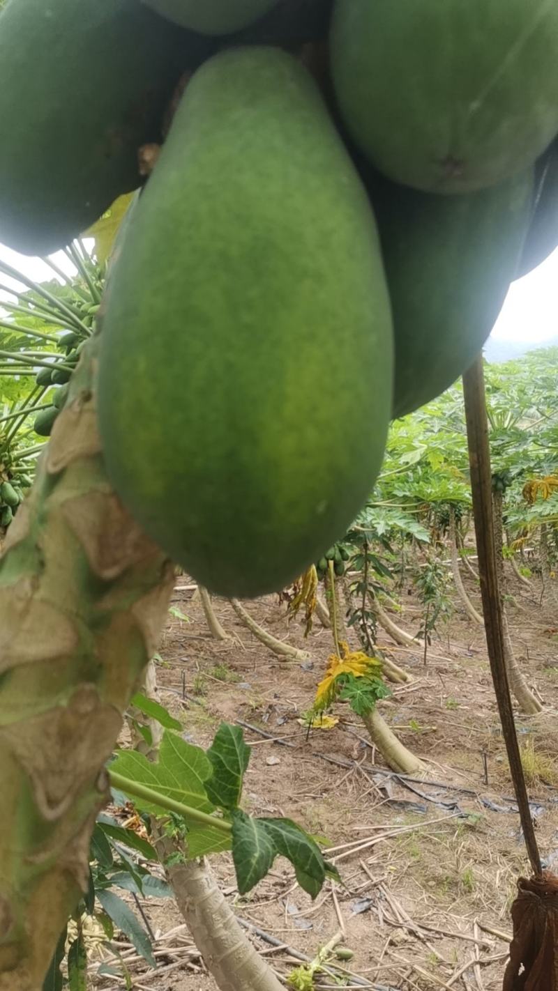 大青牛奶木瓜，152