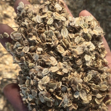 亳州产地，精品纯新白芷种子，成活率高，好种植！