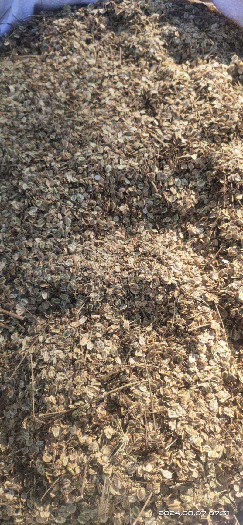 亳州产地，精品纯新白芷种子，成活率高，好种植！
