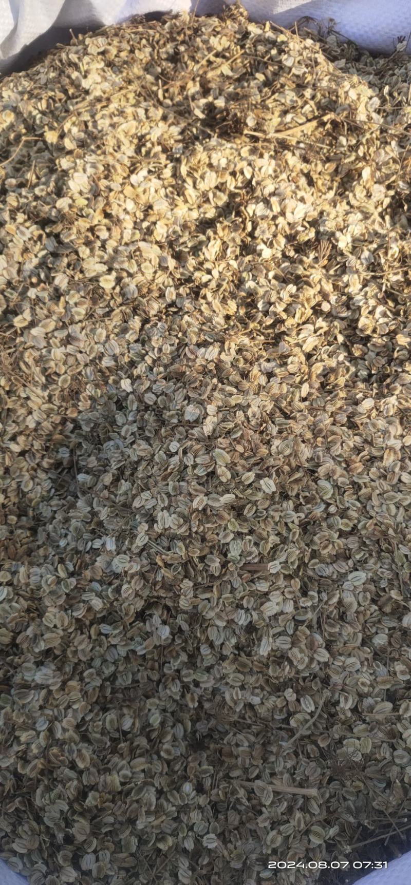 亳州产地，精品纯新白芷种子，成活率高，好种植！