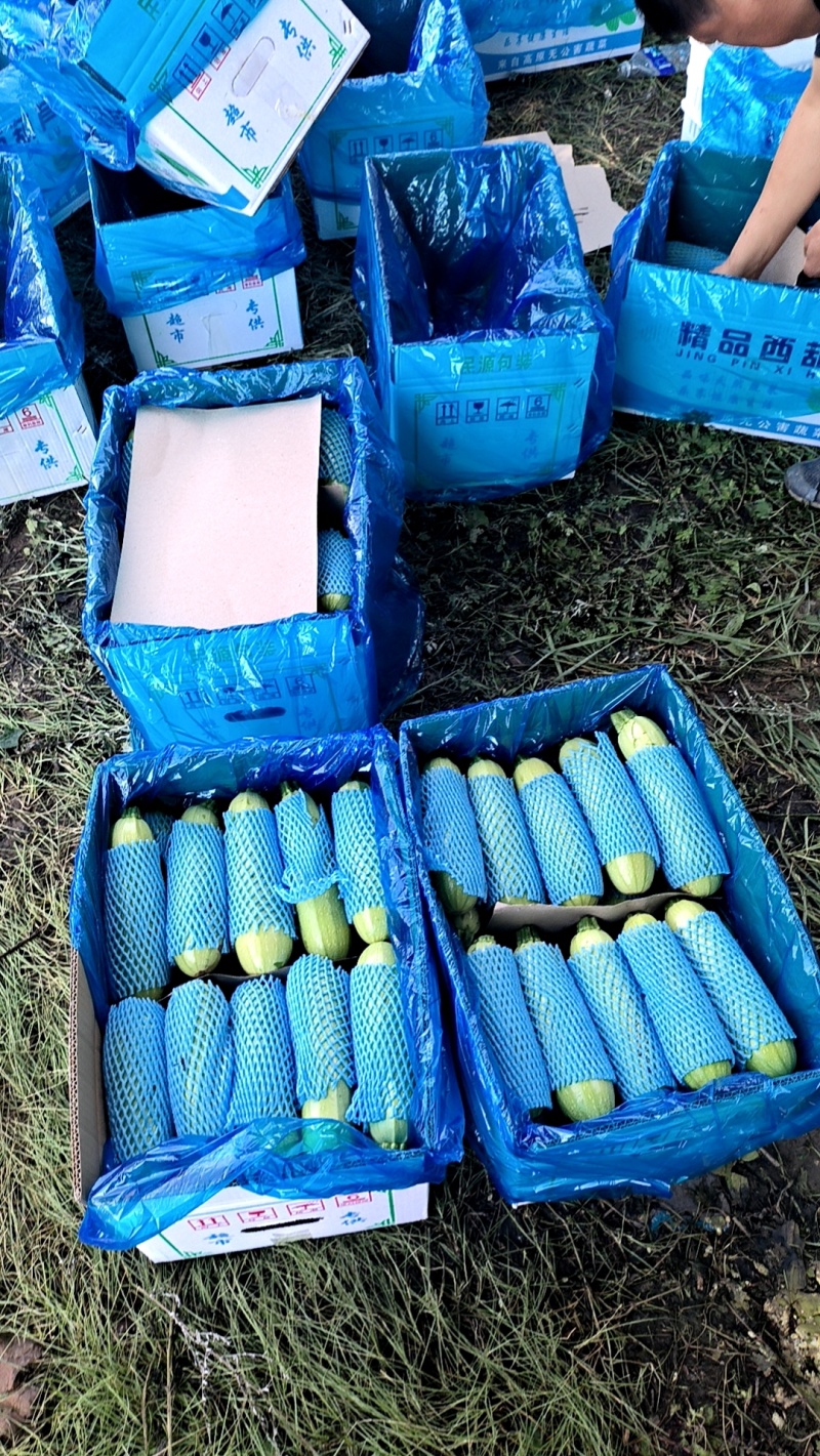 山西西葫芦方山绿皮葫芦诚信经营协助找车欢迎前来电采购