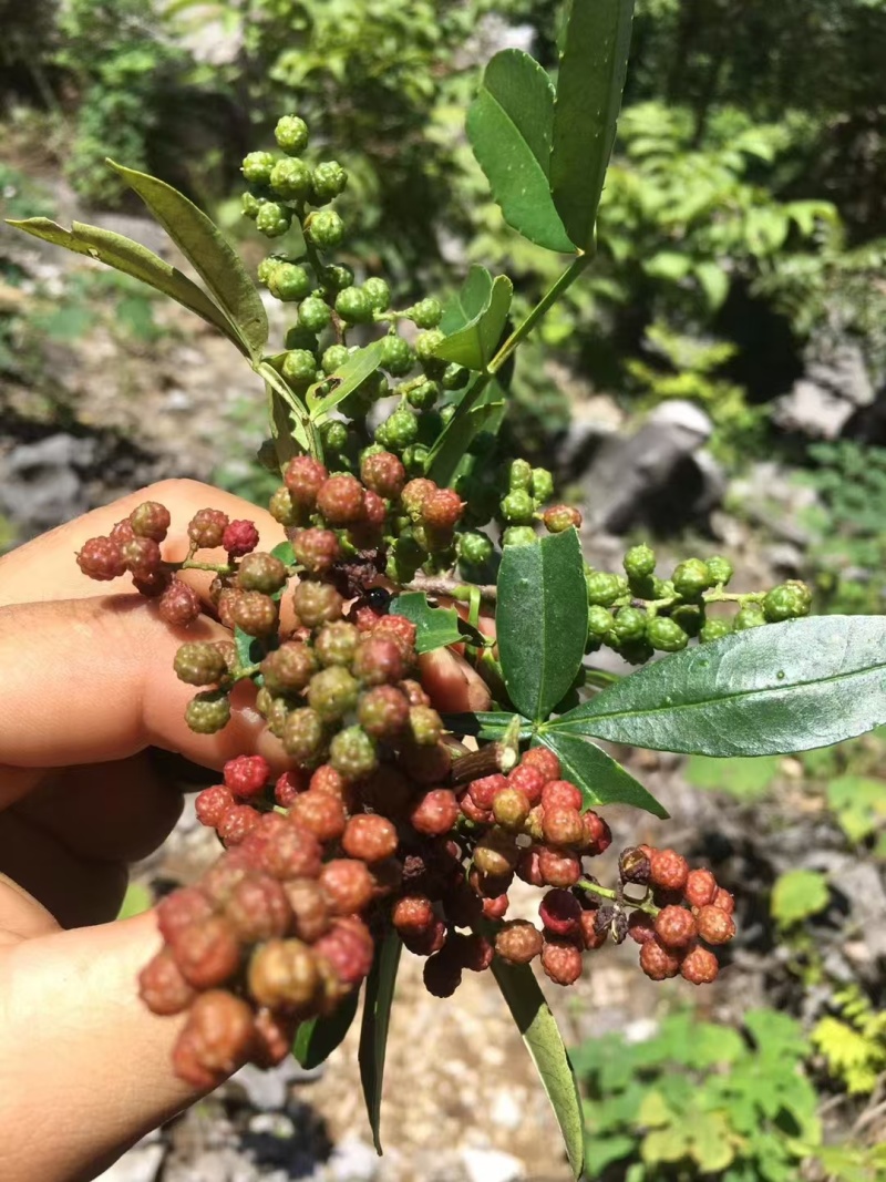 贵州关岭（大山里的花椒）全世界公认最高海拔的花椒种植基地