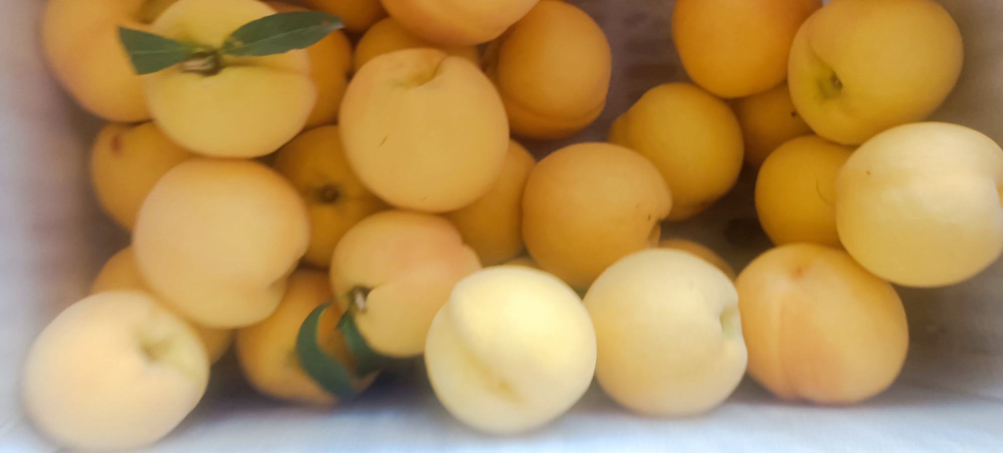 黄油桃美食拼盘