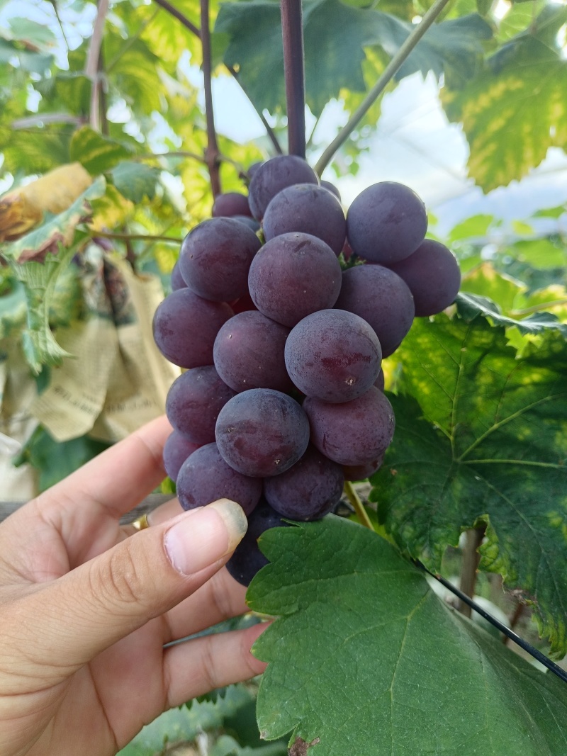 原生态巨峰葡萄