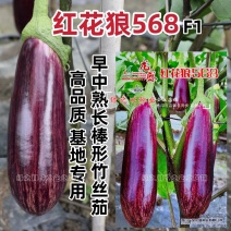 红花狼568茄子种籽长棒形花茄种子春夏秋三季竹丝茄种子