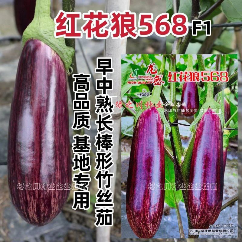 红花狼568茄子种籽长棒形花茄种子春夏秋三季竹丝茄种子