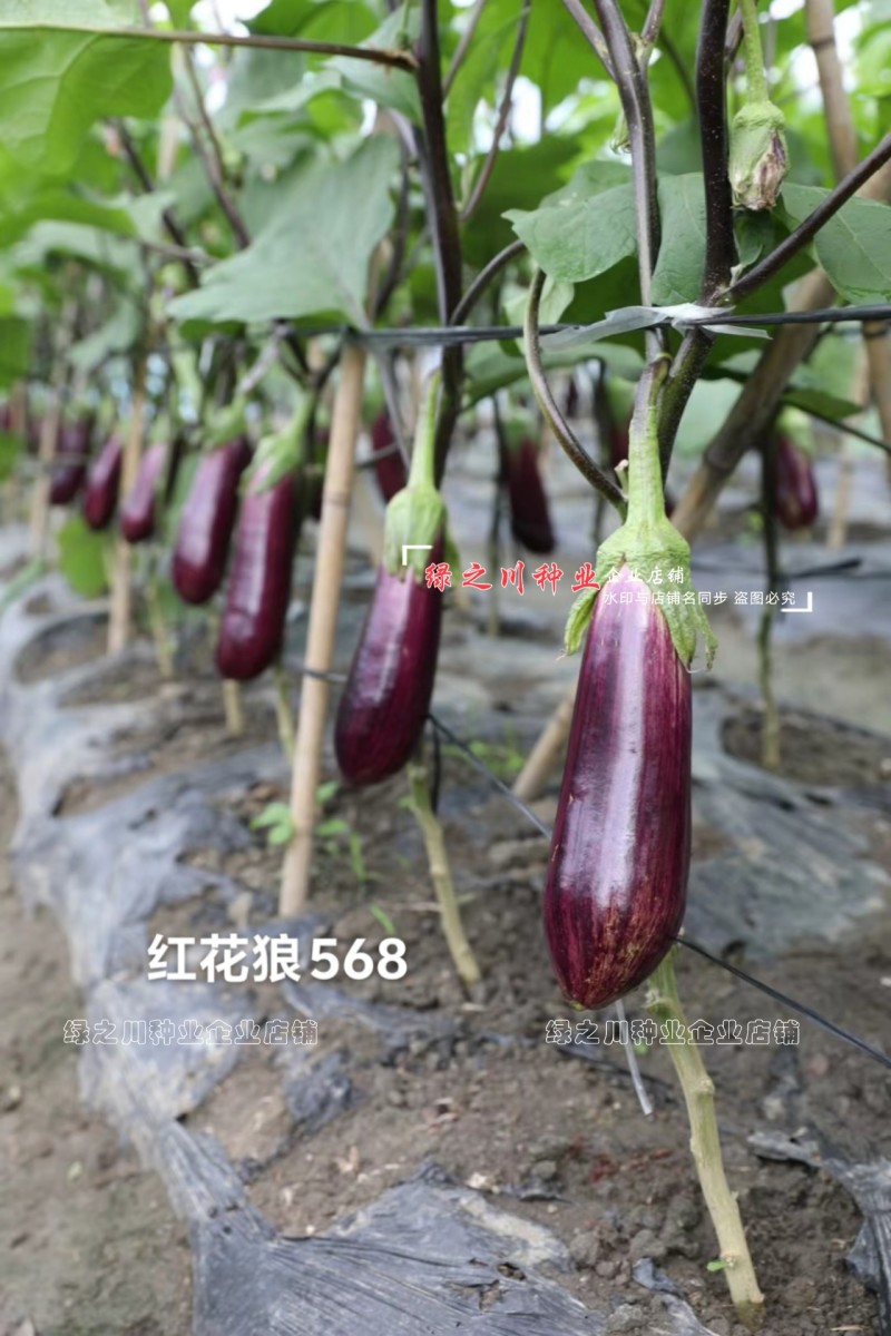 红花狼568茄子种籽长棒形花茄种子春夏秋三季竹丝茄种子