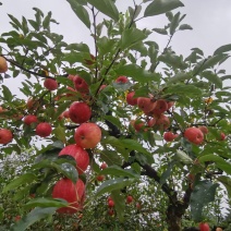 红露苹果