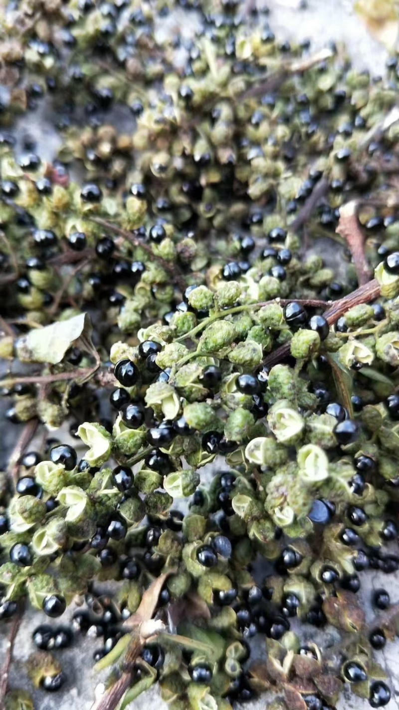 贵州花椒（高山花椒种植基地）全球最高海拔