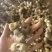 黄精野生黄精姜型多花大块茎深山老黄精一手货源直供