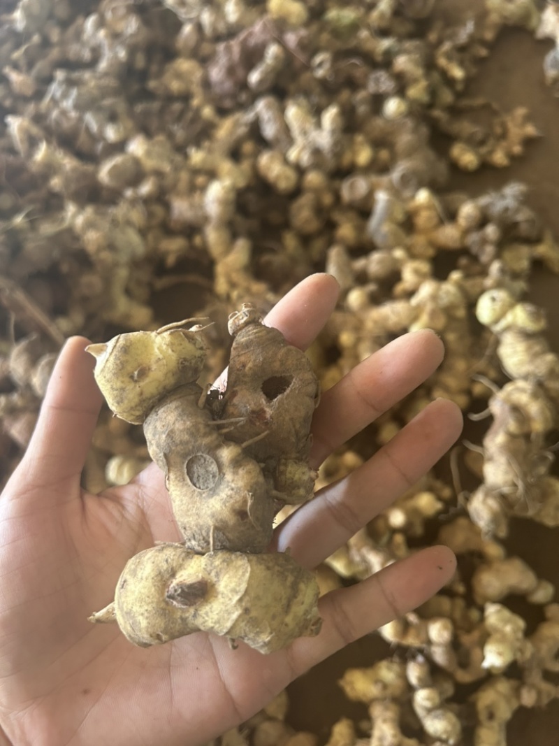 黄精野生黄精姜型多花大块茎深山老黄精一手货源直供