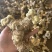 黄精野生黄精姜型多花大块茎深山老黄精一手货源直供