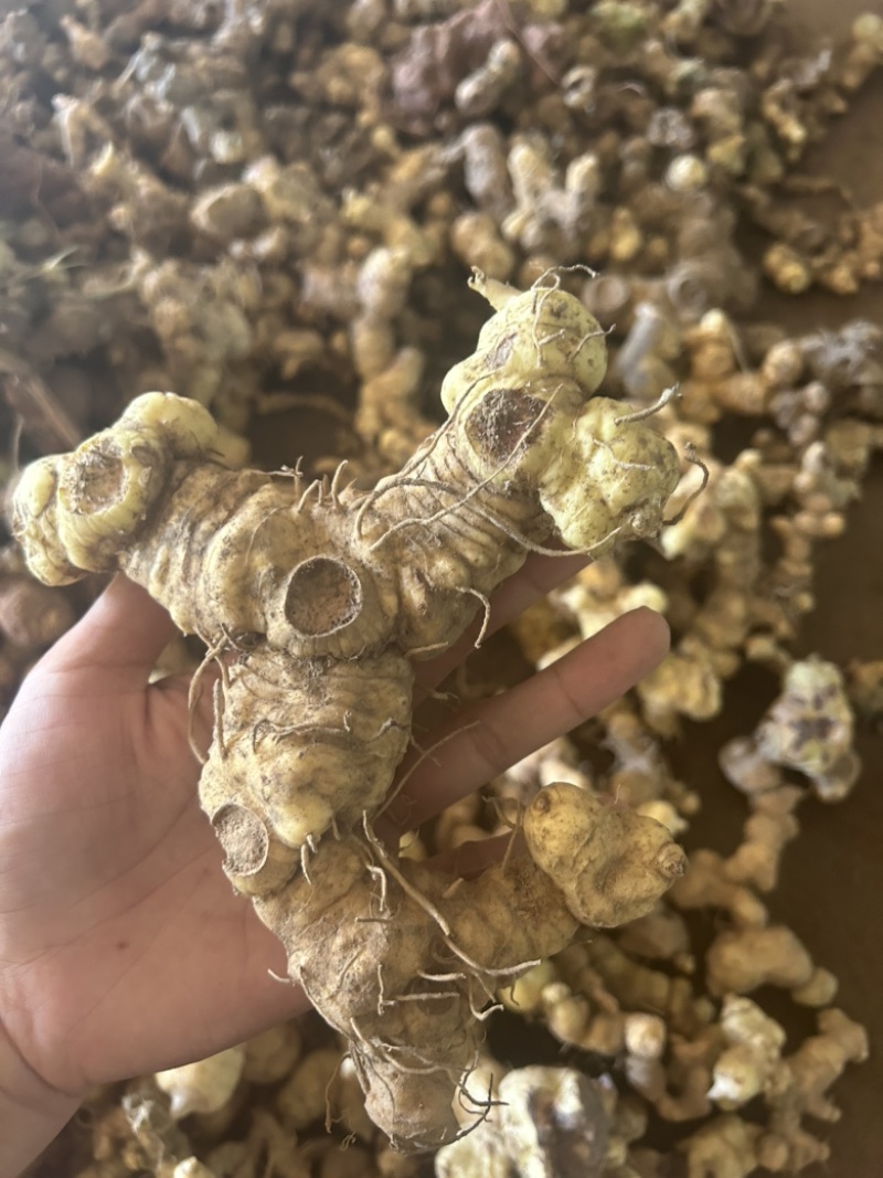 黄精野生黄精姜型多花大块茎深山老黄精一手货源直供