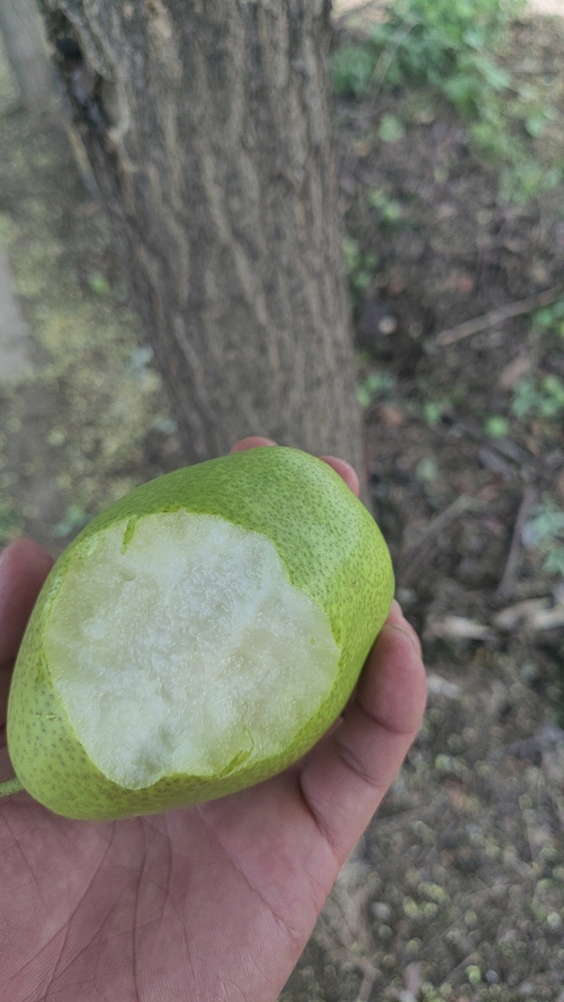 （精品）红香酥梨，大量上市，糖度高，口感好！！！