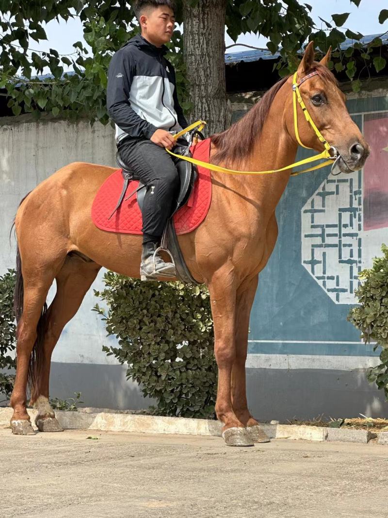 景区跑马场专用骑乘马半血马低价出售中，货到付款。