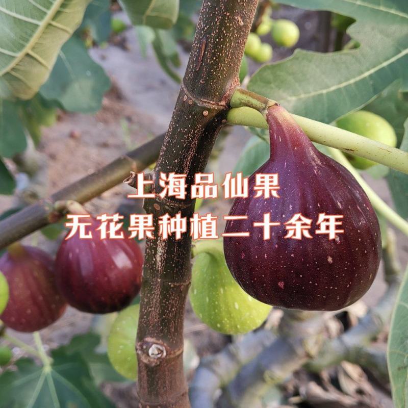 【玛斯义陶芬无花果促销季】精选果品，承接代办