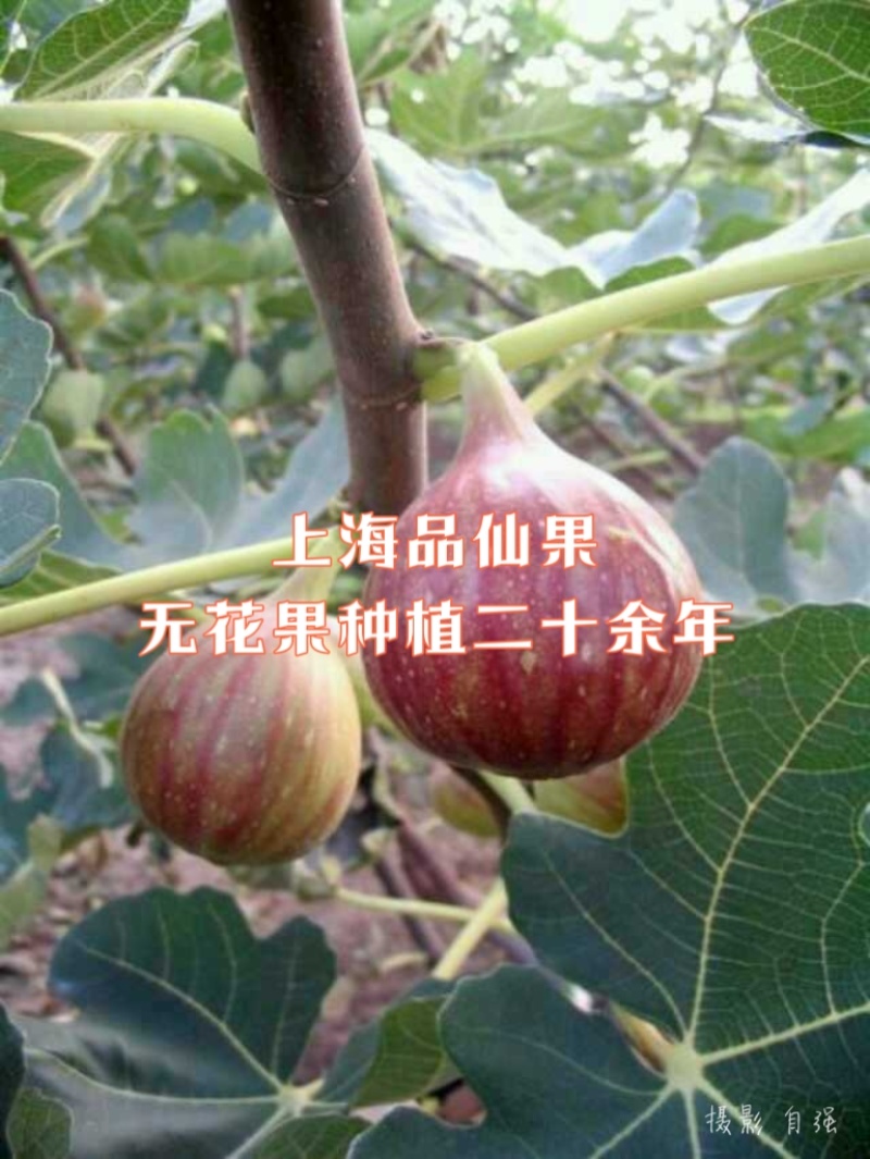 【玛斯义陶芬无花果促销季】精选果品，承接代办