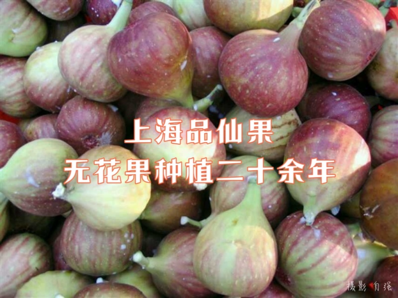 【玛斯义陶芬无花果促销季】精选果品，承接代办