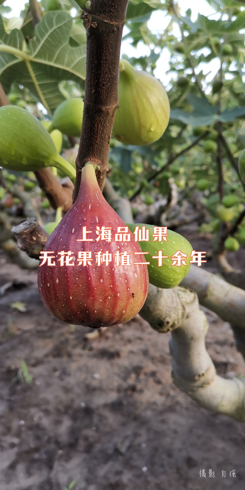 【玛斯义陶芬无花果促销季】精选果品，承接代办