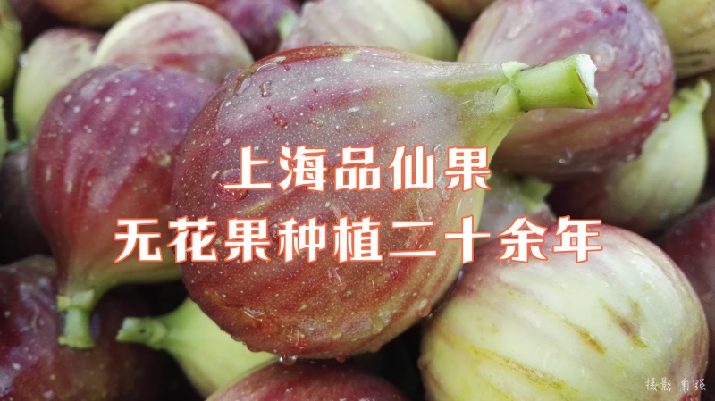 【玛斯义陶芬无花果促销季】精选果品，承接代办