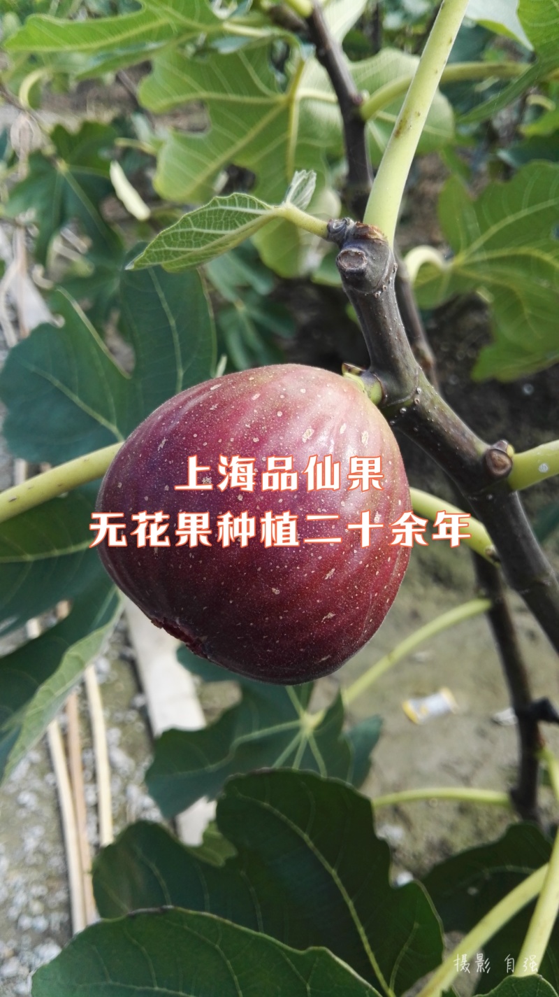 【玛斯义陶芬无花果促销季】精选果品，承接代办