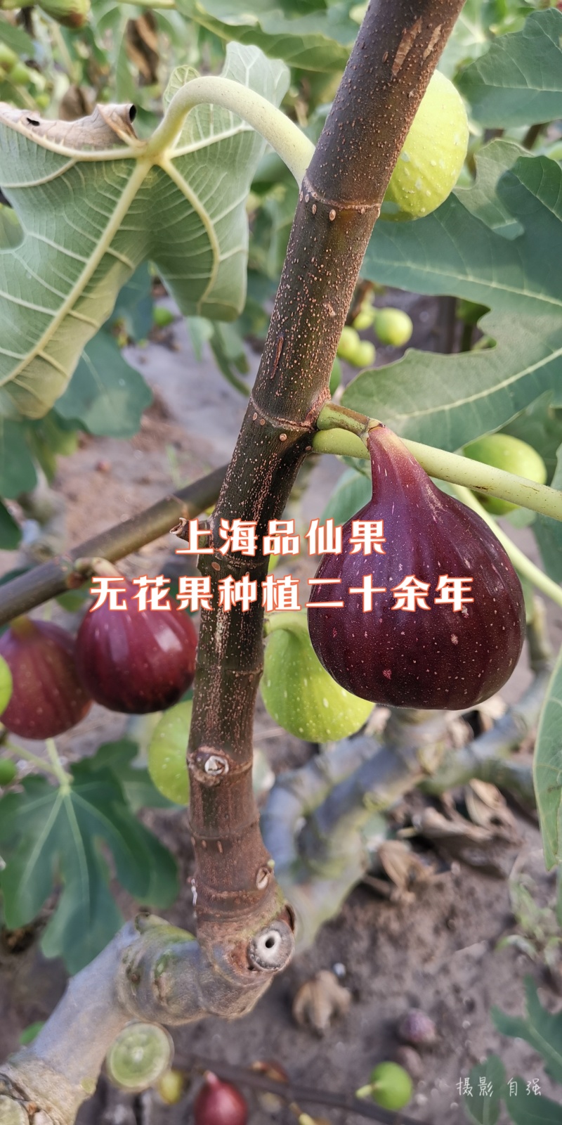 【玛斯义陶芬无花果促销季】精选果品，承接代办