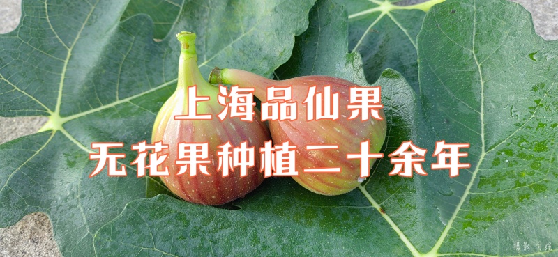 【玛斯义陶芬无花果促销季】精选果品，承接代办