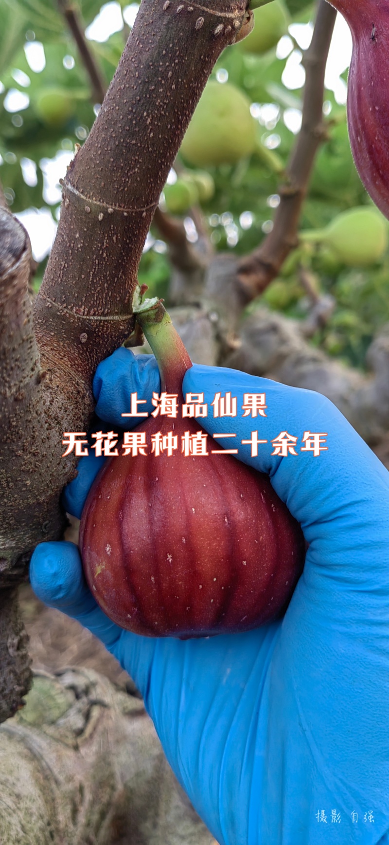 【玛斯义陶芬无花果促销季】精选果品，承接代办