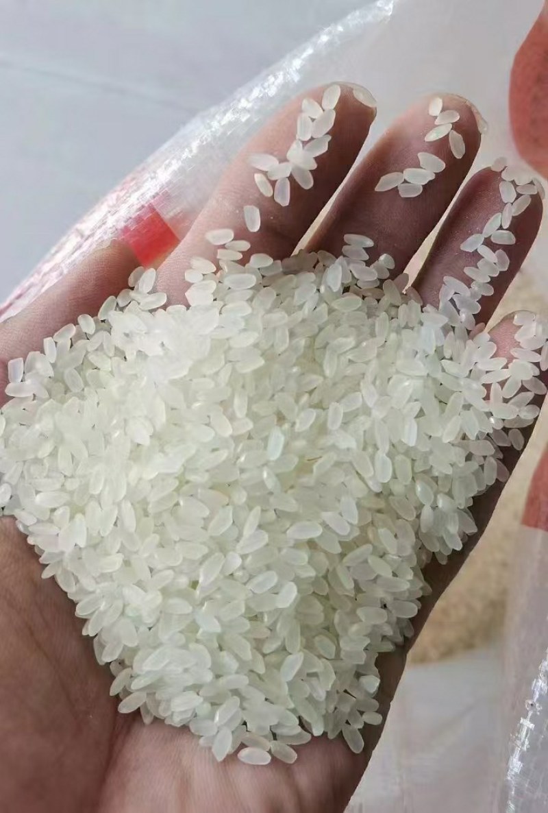 珍珠米