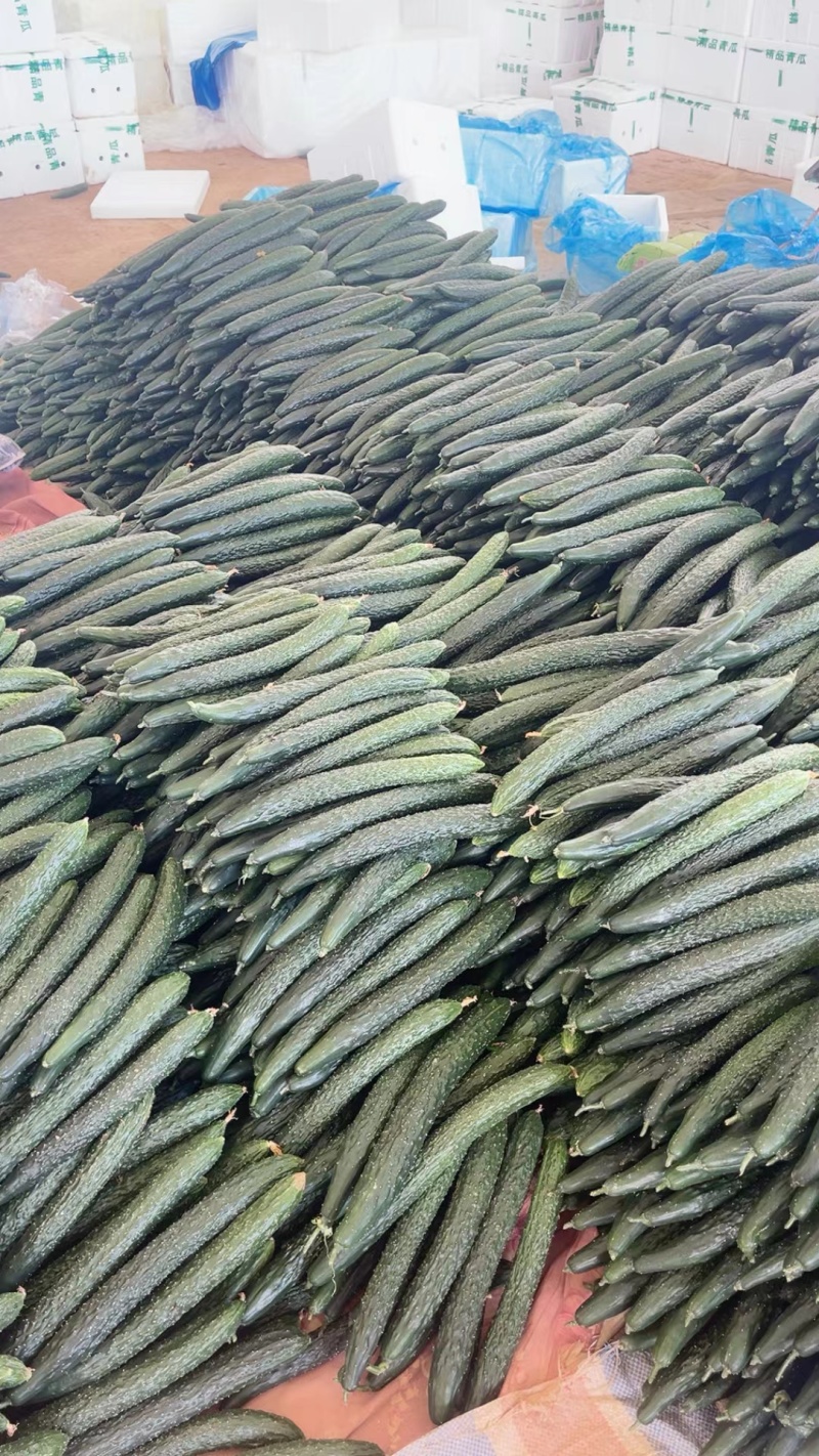 黄瓜